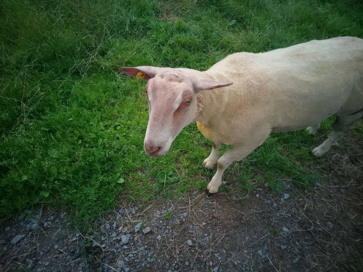 FBR hogget ram - Image 2