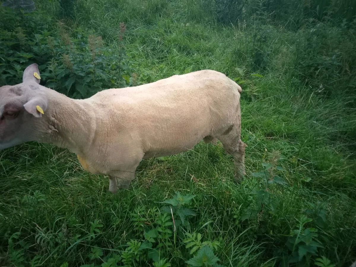 FBR hogget ram - Image 3