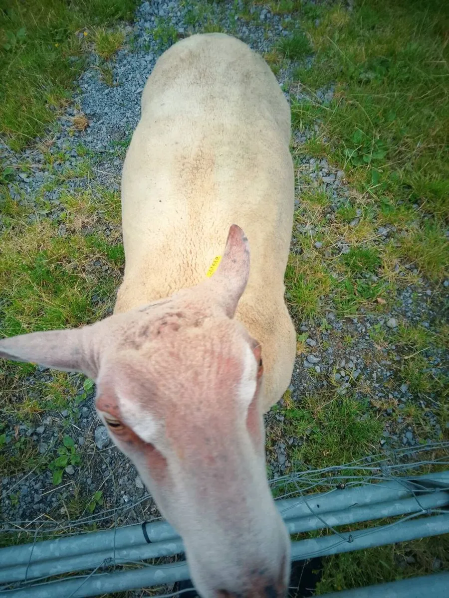 FBR hogget ram - Image 4
