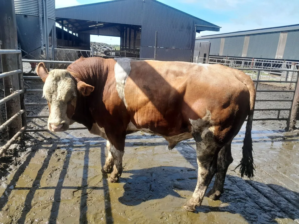 Flex Bull - Image 1