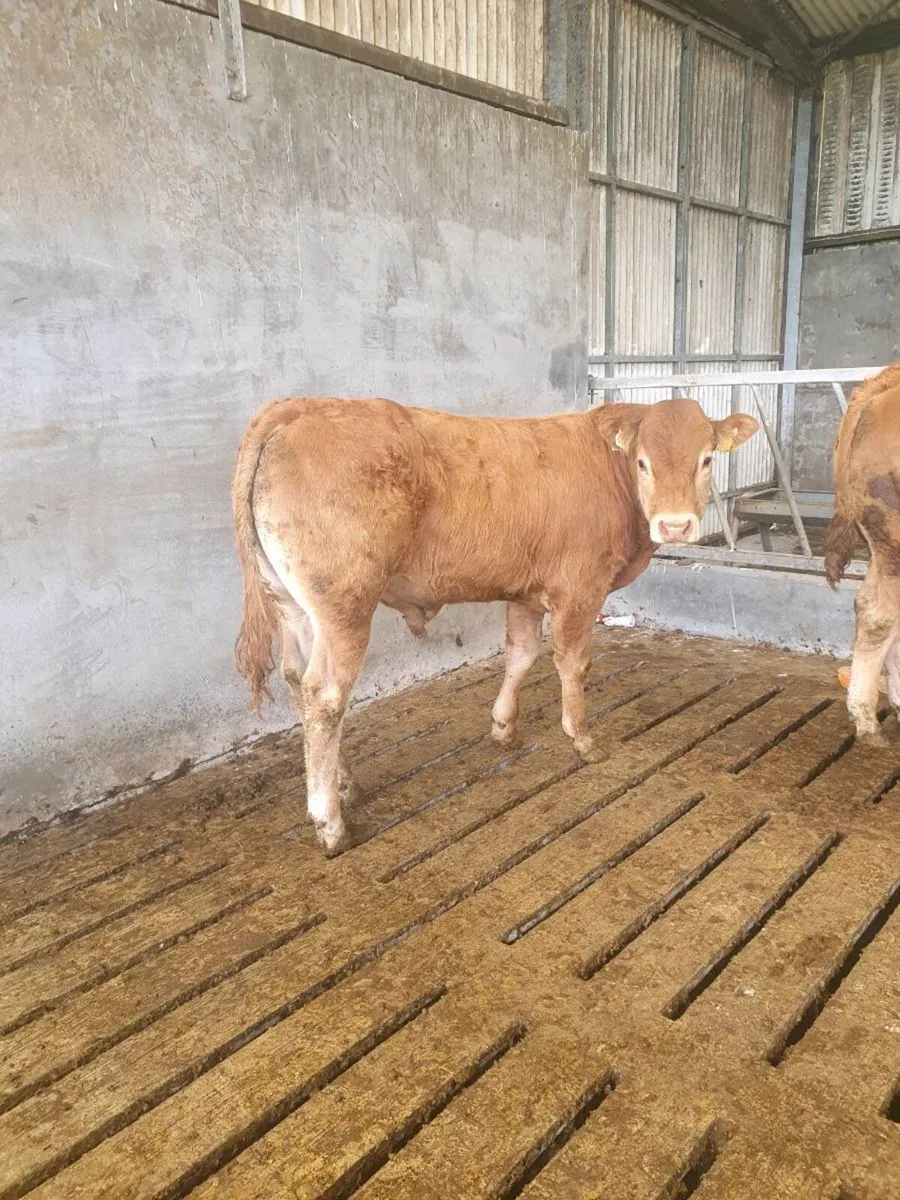 Pedigree yearling bull ☆☆☆☆☆ - Image 1