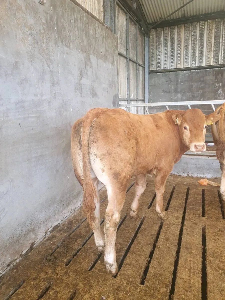 Pedigree yearling bull ☆☆☆☆☆ - Image 3