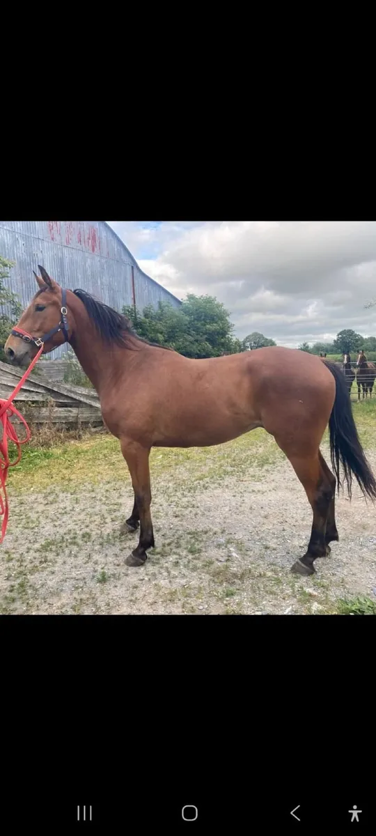 3 year old Gelding - Image 1