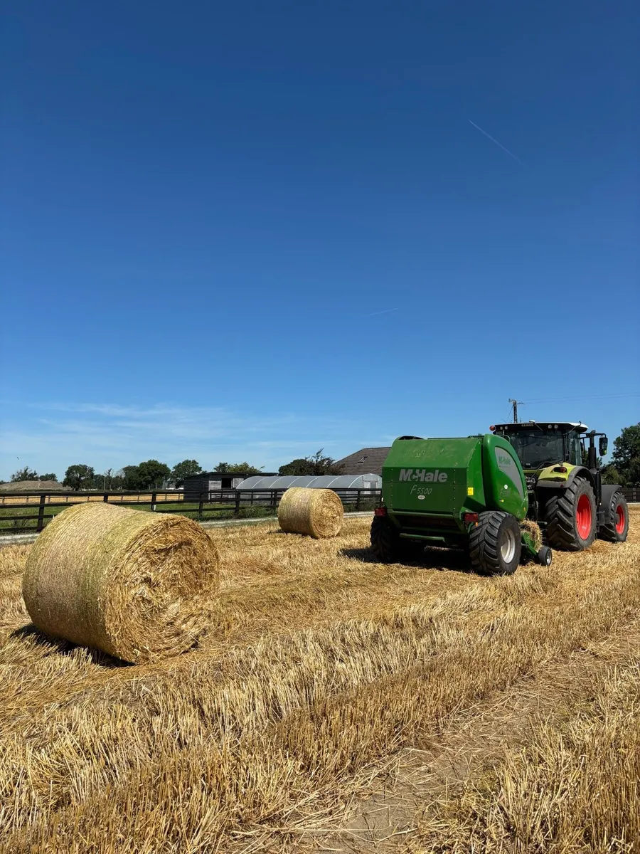Wheat Straw
