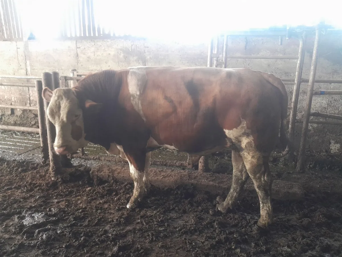 Flex Bull - Image 2