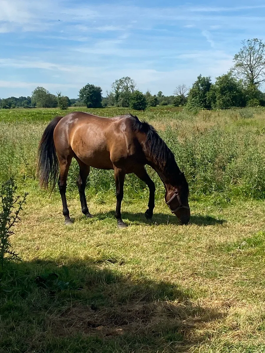 6 year old mare - Image 1