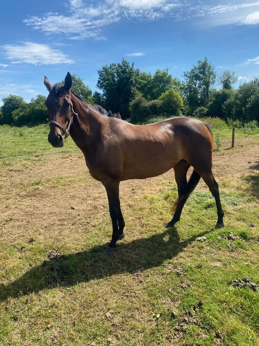 6 year old mare - Image 2