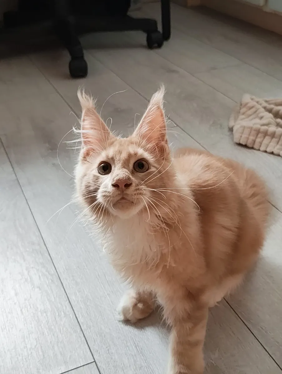 Kitten - Image 2