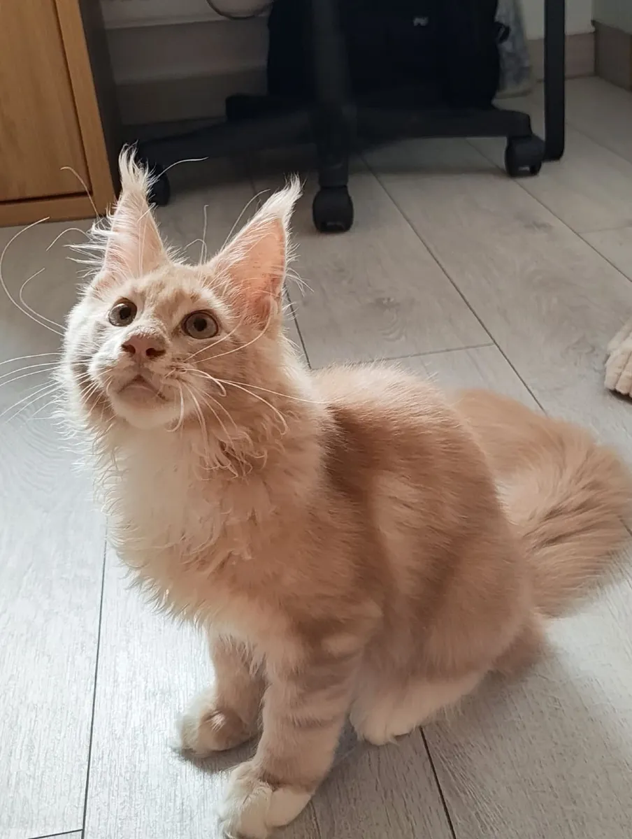 Kitten - Image 3