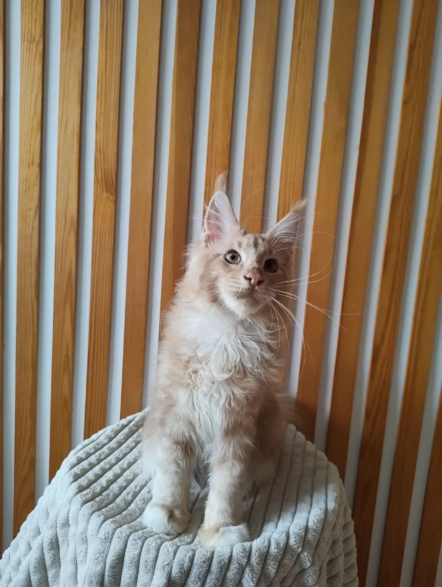 Kitten - Image 4
