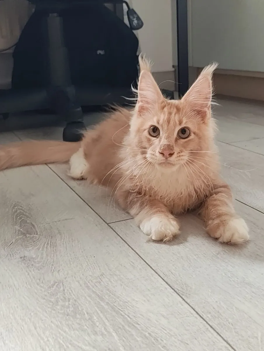 Kitten - Image 1