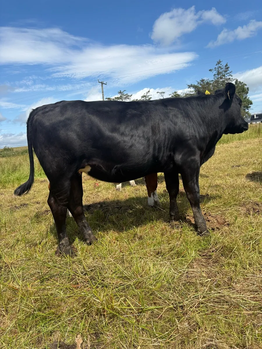 Heifers - Image 1