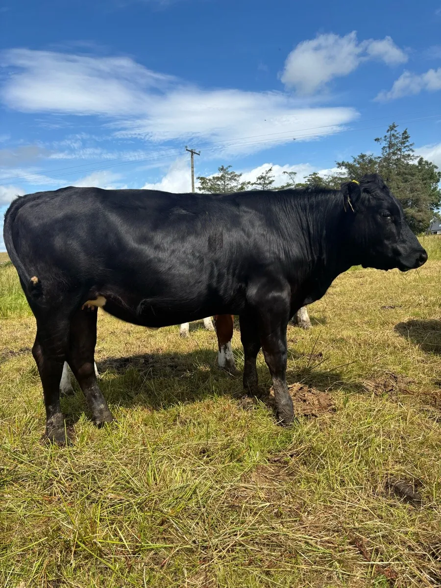 Heifers - Image 2