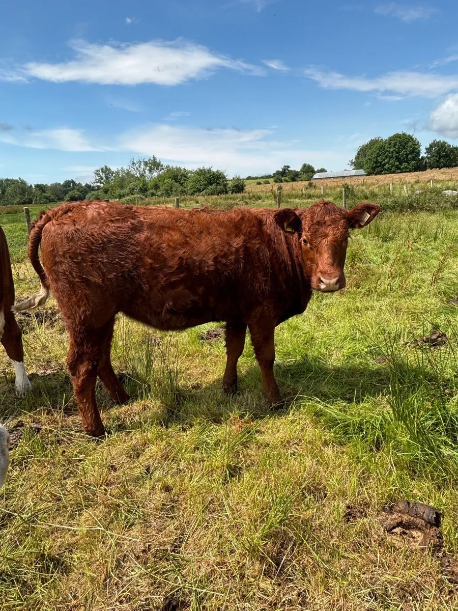 Heifers - Image 3