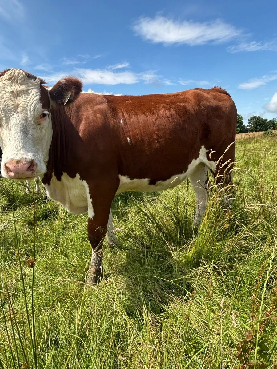 Heifers - Image 4