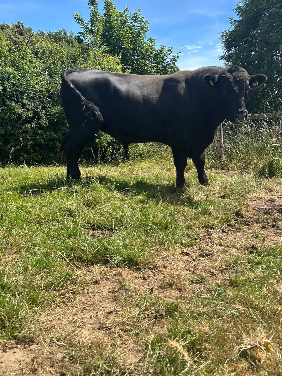 Angus Bull - Image 3