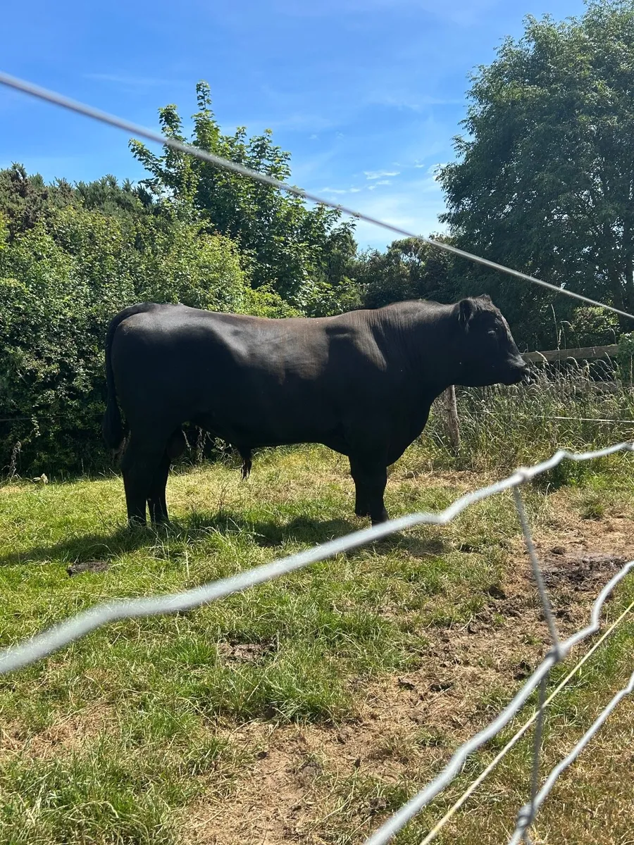 Angus Bull - Image 4
