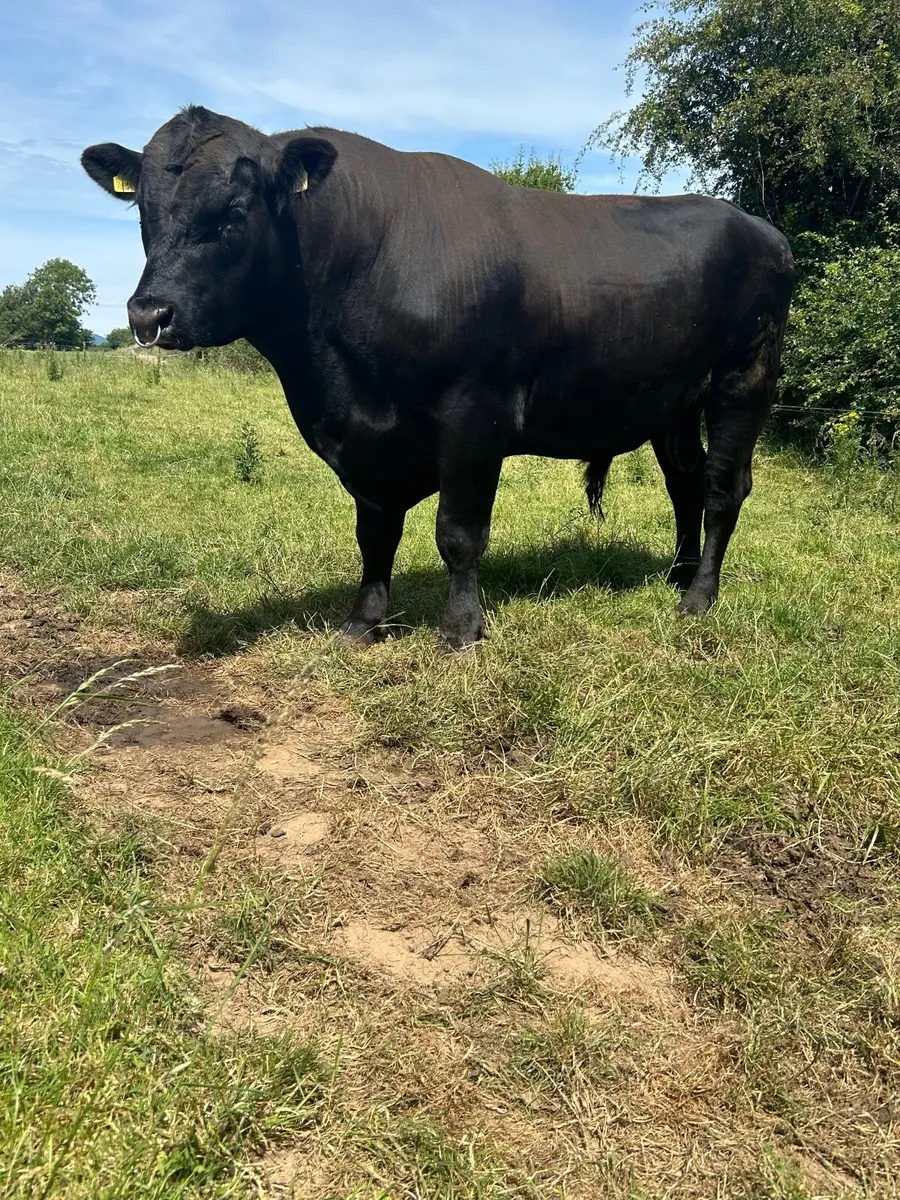 Angus Bull - Image 1