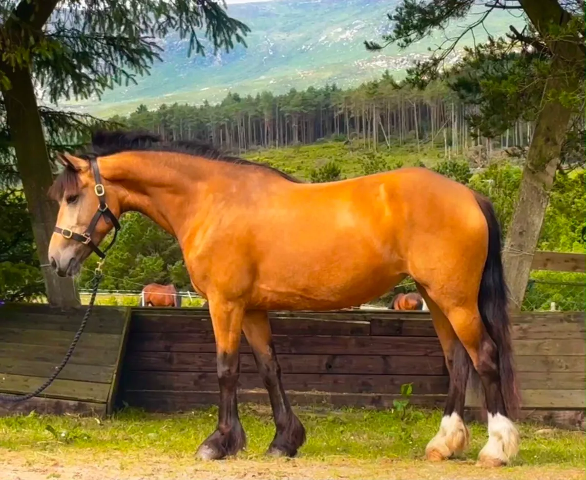 ☘️ 15.3hh Broken & Riding ☘️ - Image 1