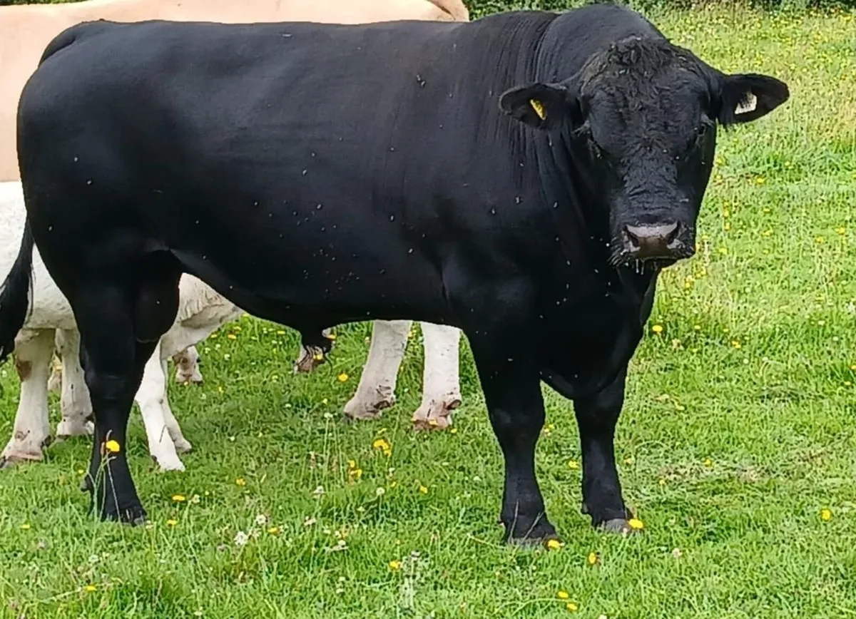 Pedigree Aberdeen Angus Stock Bull – Ennis Mart - Image 2