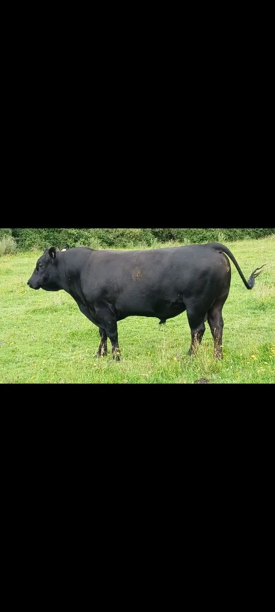 Pedigree Aberdeen Angus Stock Bull – Ennis Mart - Image 1