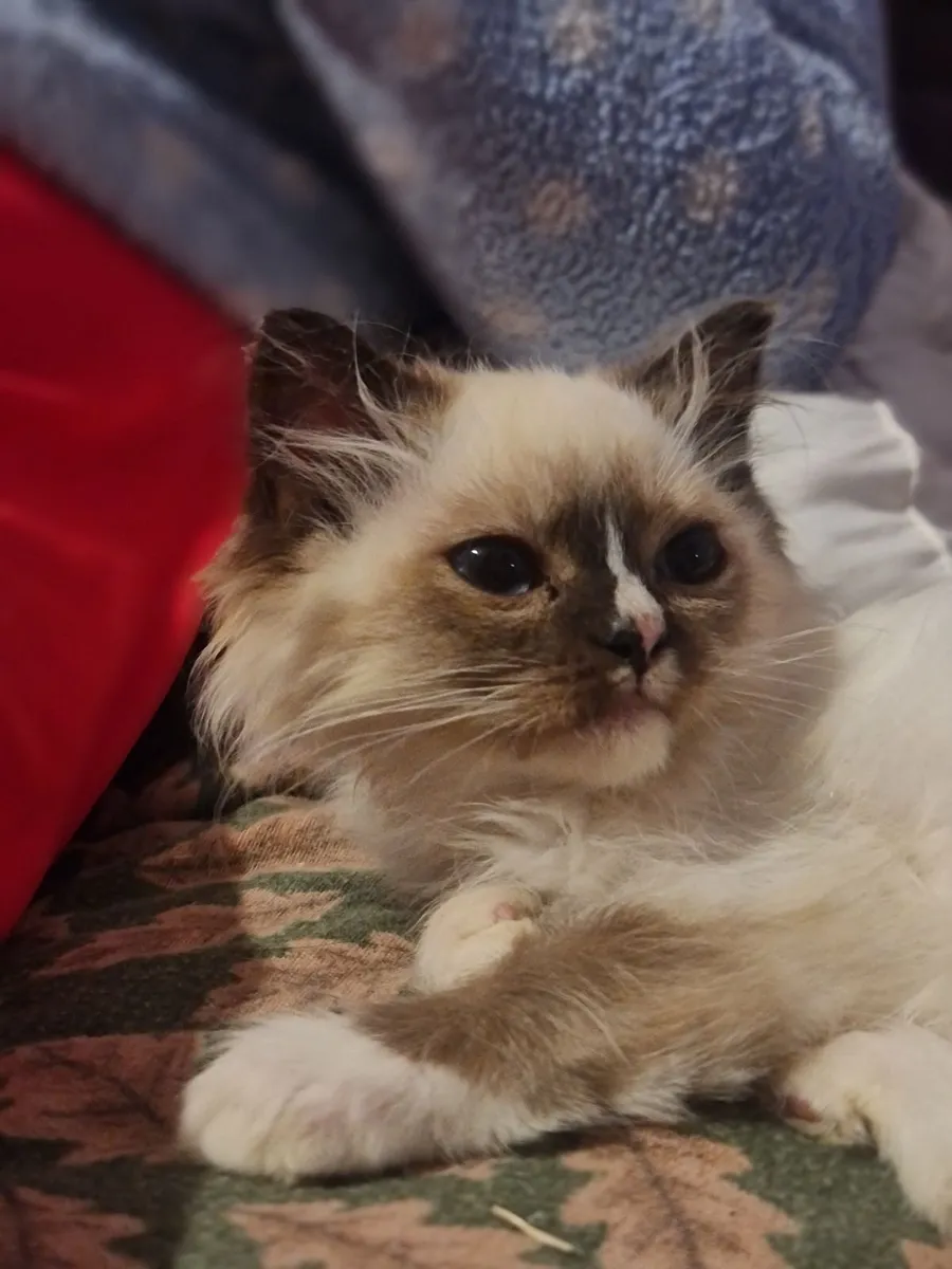Cute ragdoll girl - Image 1