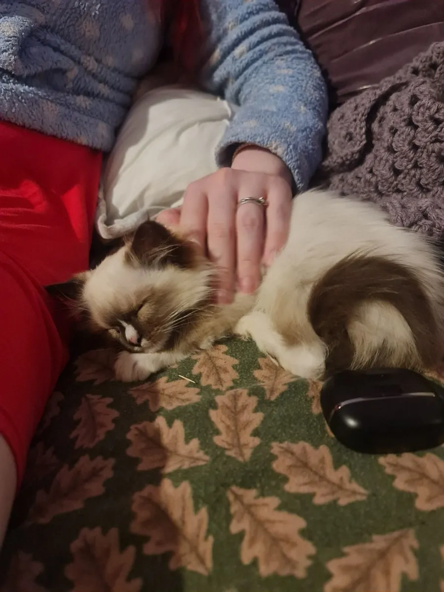 Cute ragdoll girl - Image 2