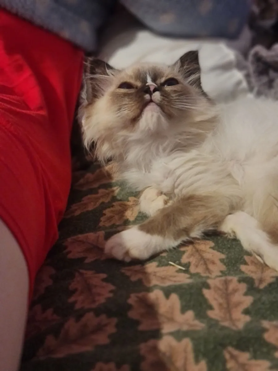 Cute ragdoll girl - Image 3