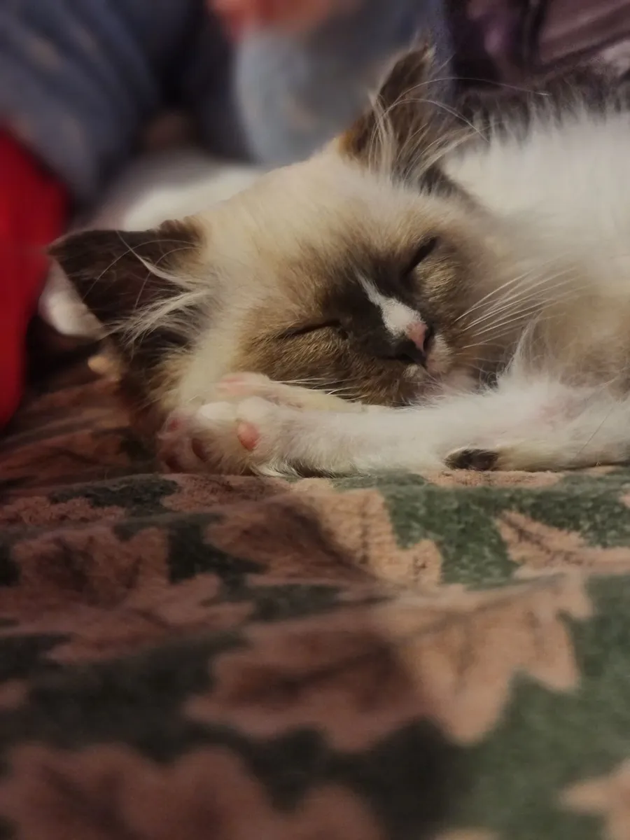 Cute ragdoll girl - Image 4