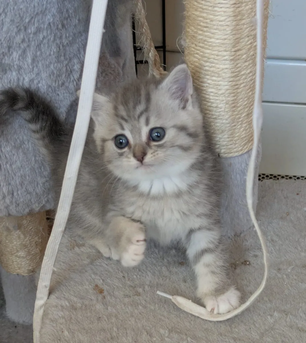 ADORABLE BRITISH SHORTHAIRED/CHINCHILLA PERSIAN KI - Image 2