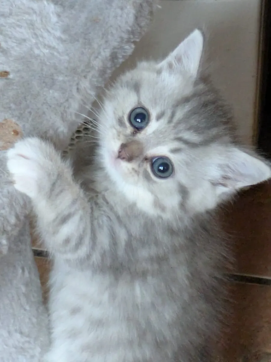 ADORABLE BRITISH SHORTHAIRED/CHINCHILLA PERSIAN KI - Image 3
