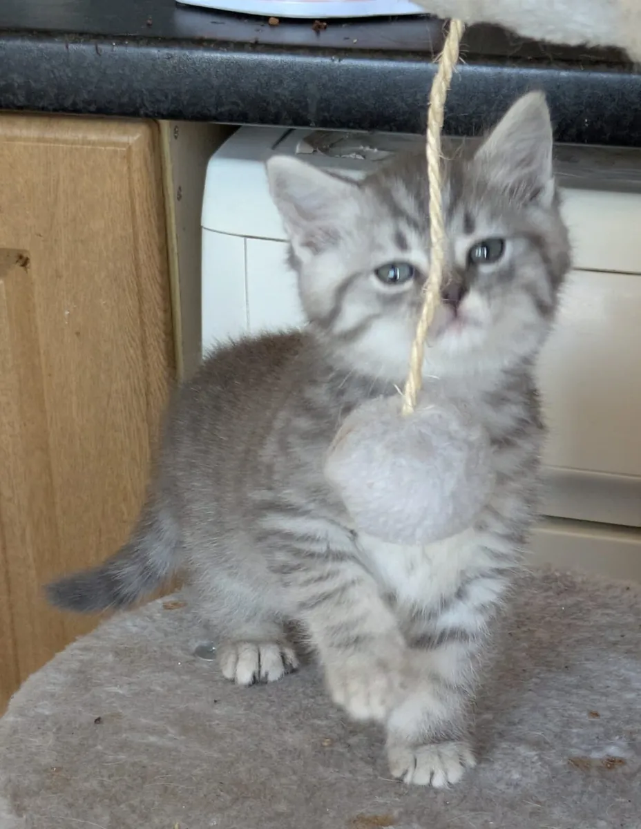 ADORABLE BRITISH SHORTHAIRED/CHINCHILLA PERSIAN KI - Image 1