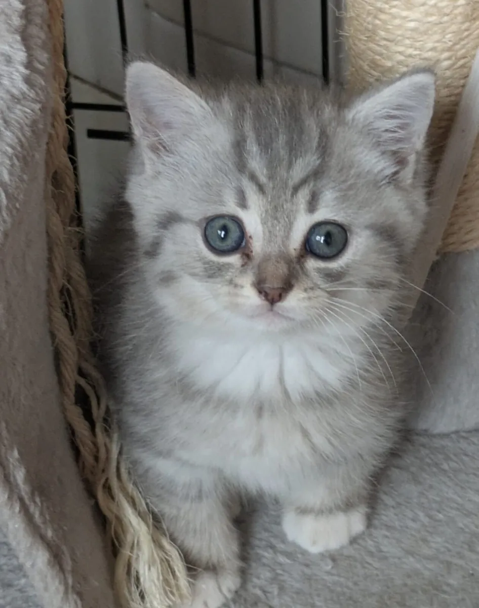 ADORABLE BRITISH SHORTHAIRED/CHINCHILLA PERSIAN KI - Image 4