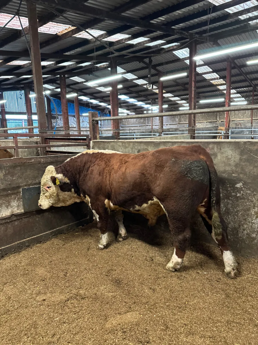 Pedigree Hereford bull - Image 4