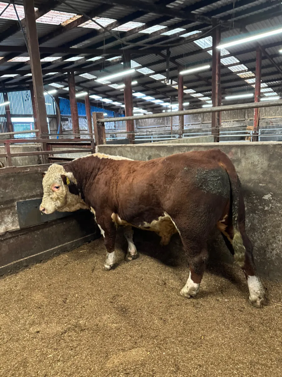 Pedigree Hereford bull - Image 3