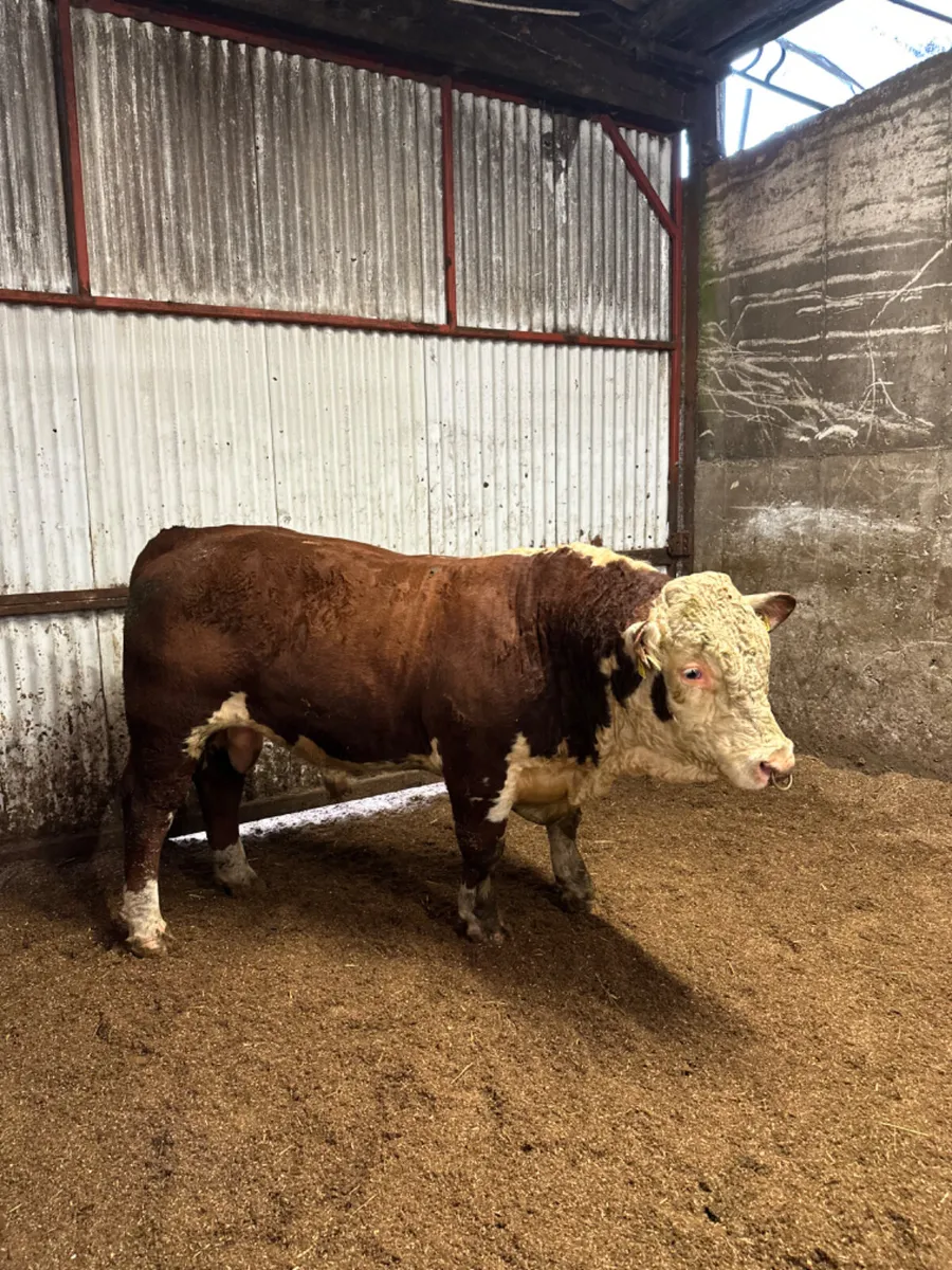 Pedigree Hereford bull - Image 2