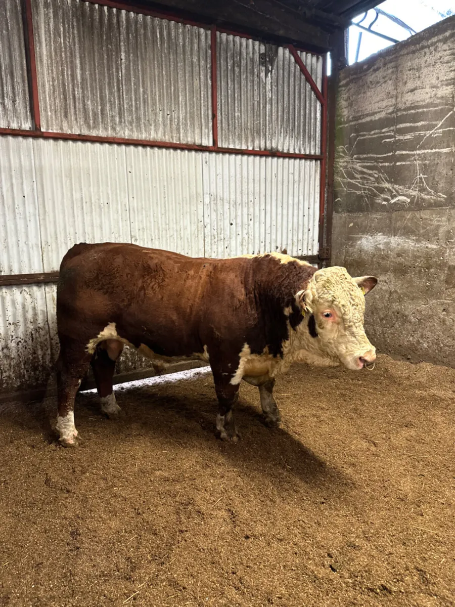 Pedigree Hereford bull - Image 1
