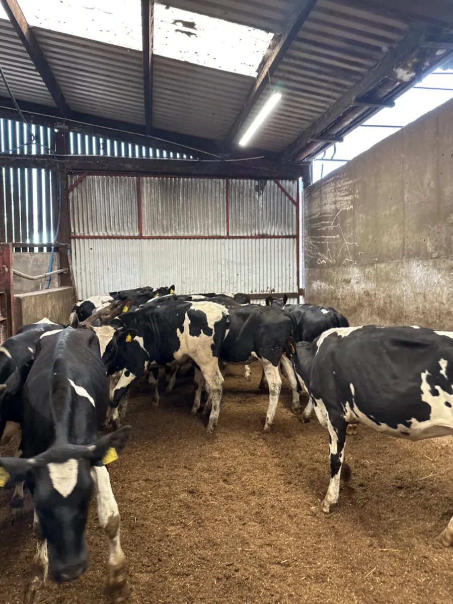Correct Friesian heifers - Image 4