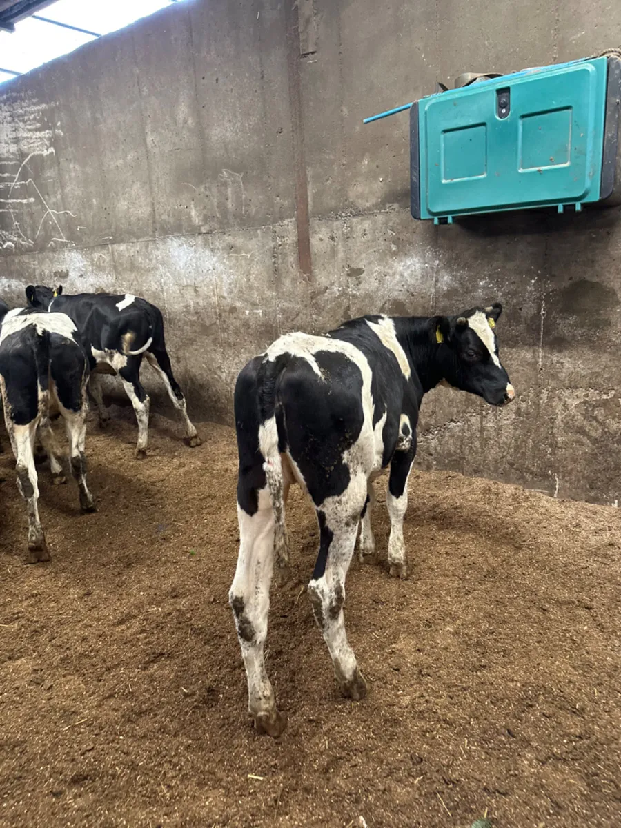 Correct Friesian heifers - Image 2
