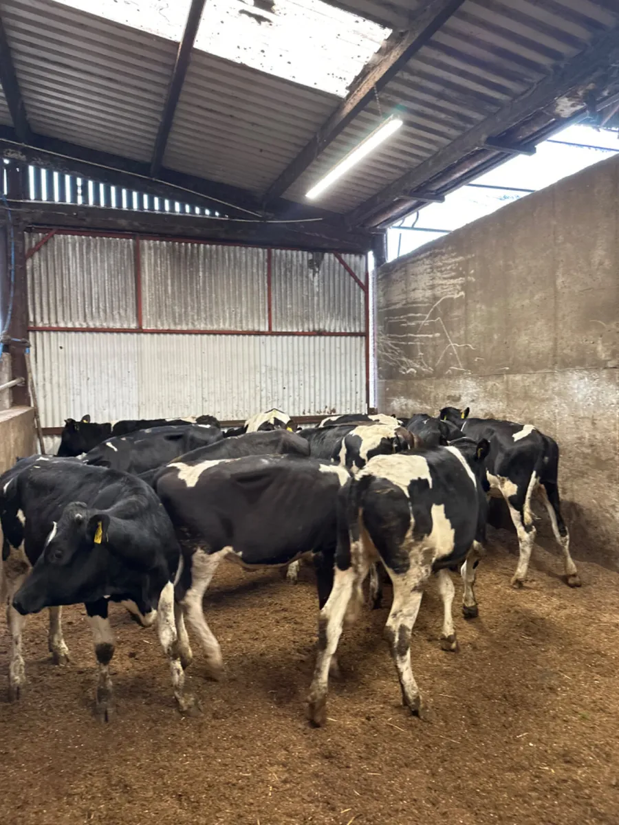 Correct Friesian heifers - Image 1