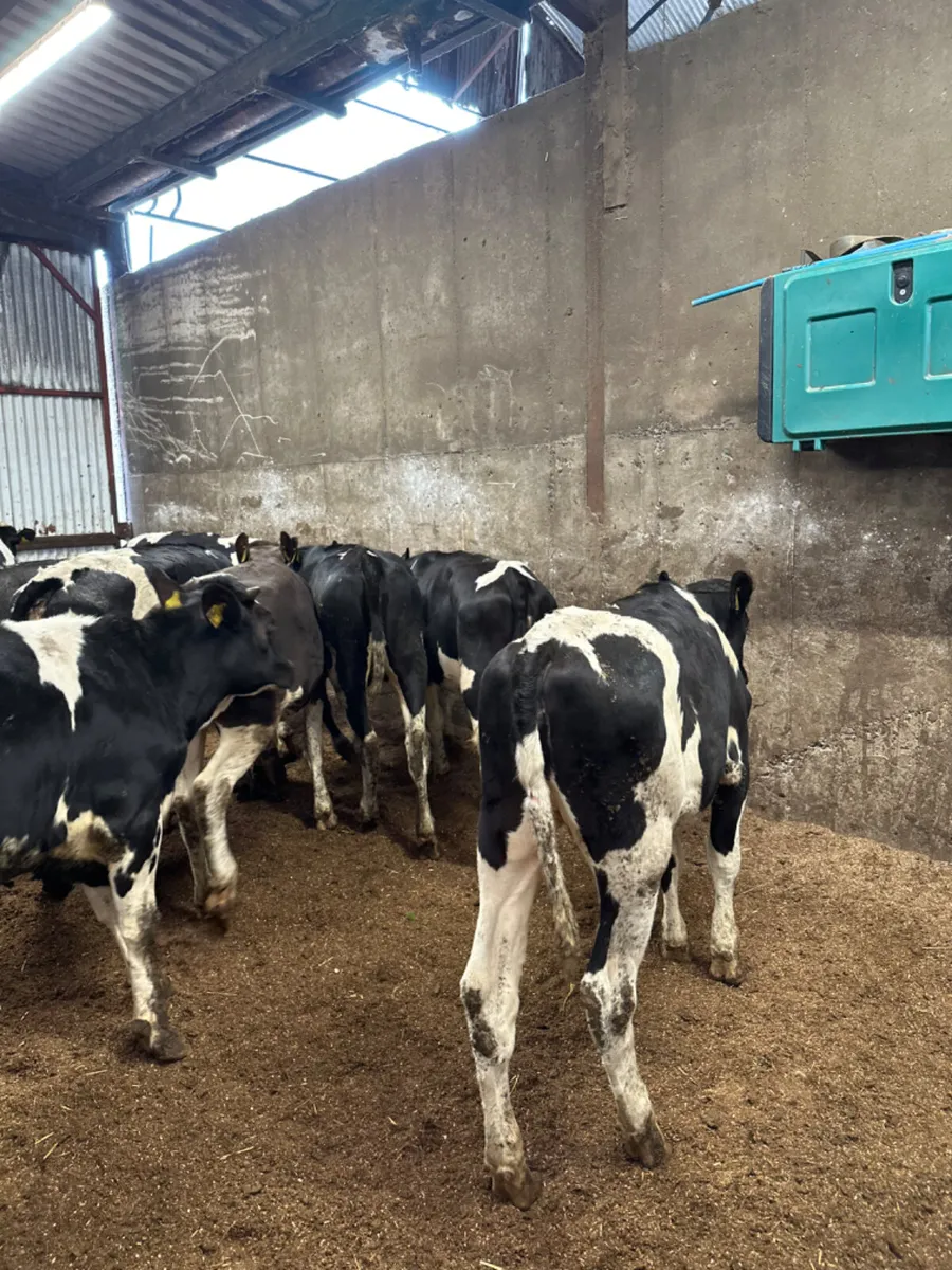 Correct Friesian heifers - Image 3