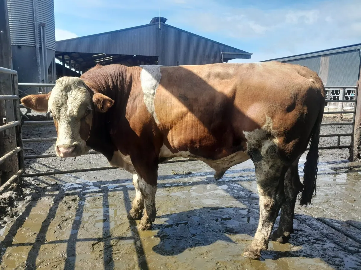 Flex Bull - Image 4