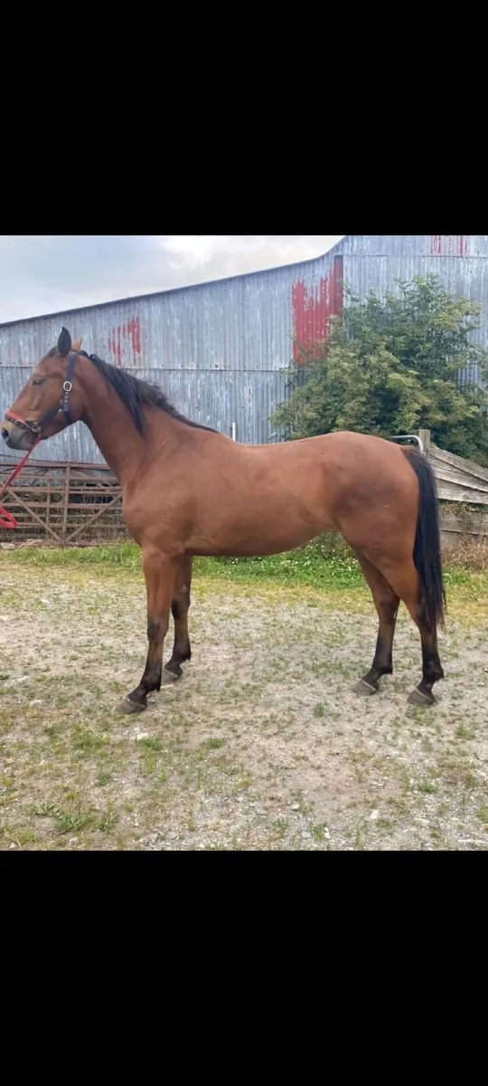 3 year old Gelding - Image 2