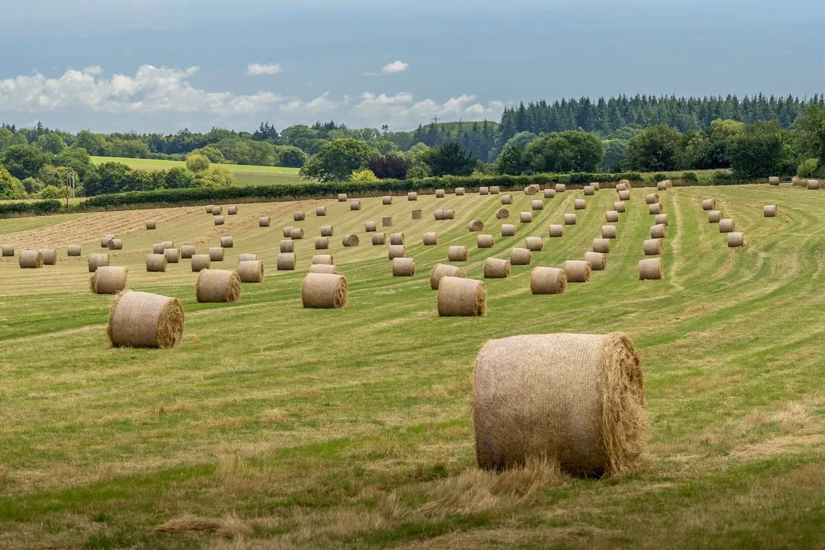 hay for sale     Longford, Roscommon Leitrim