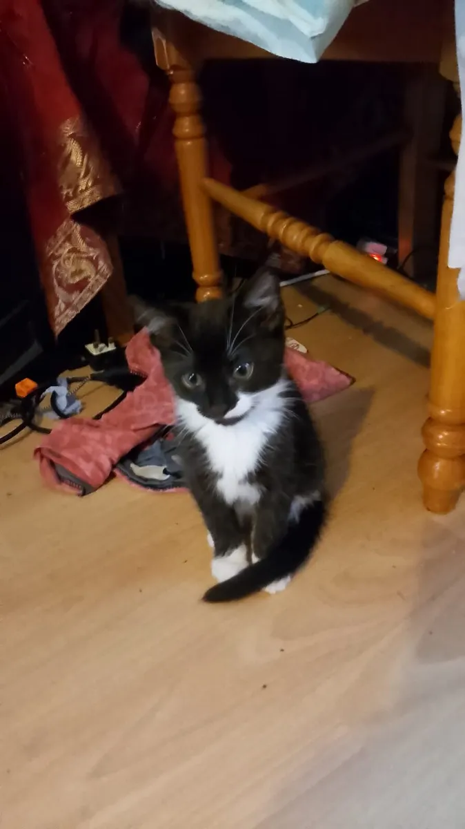 Pets - Image 4