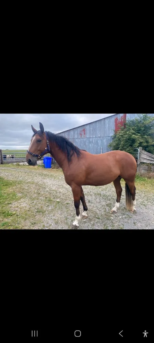 4 year old Gelding - Image 1