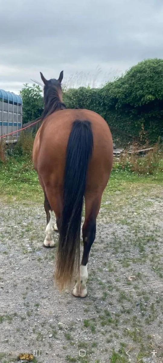 4 year old Gelding - Image 3