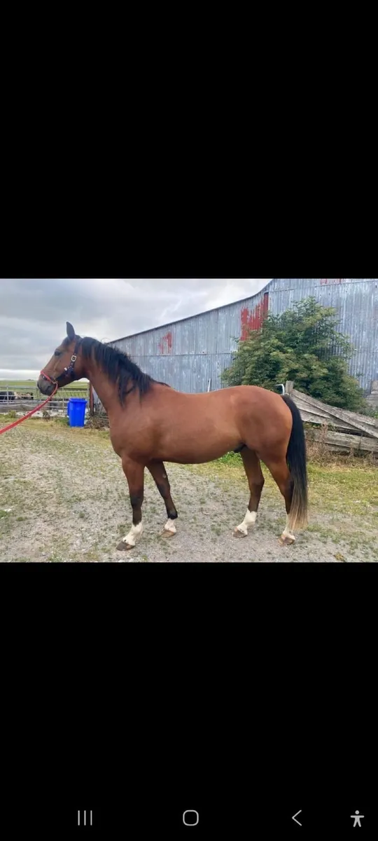 4 year old Gelding - Image 4