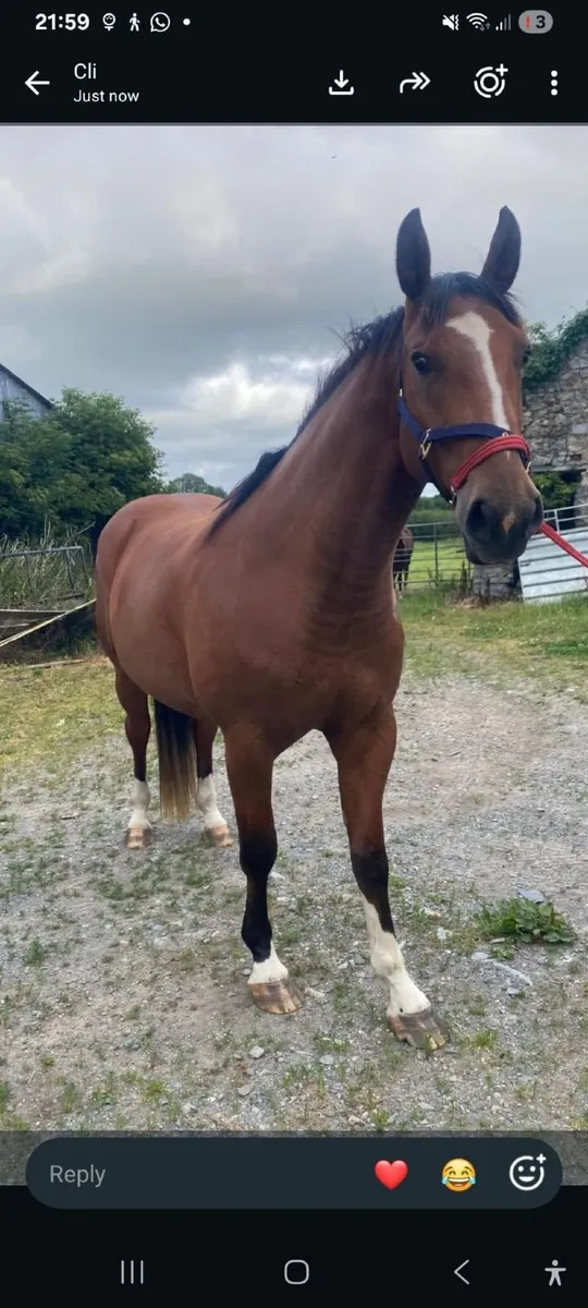 4 year old Gelding - Image 2