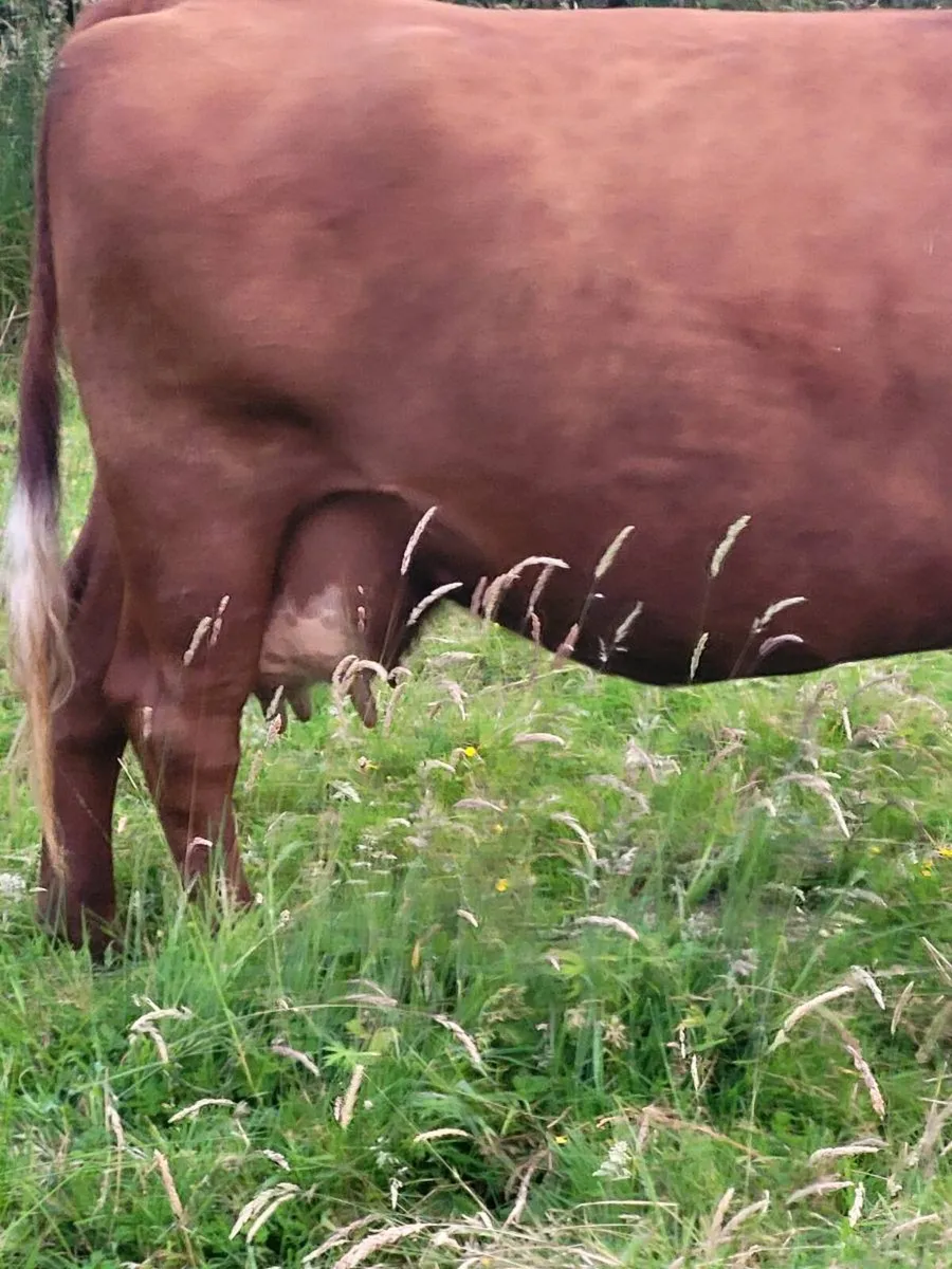 Elphin this evening Foster cow/Cull - Image 2